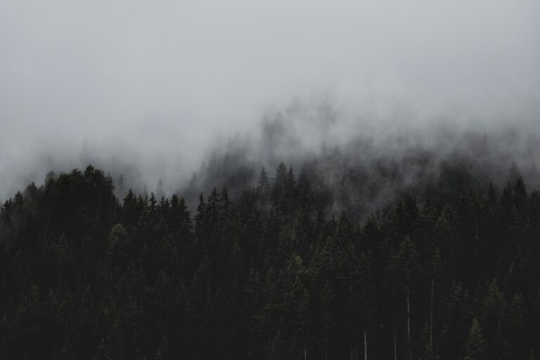 Foggy trees
